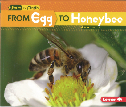 Start to Finish Cycles: From Egg to Honeybee