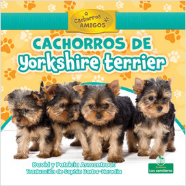 Cachorros de Yorkshire terrier (Yorkshire Terrier Puppies) (Spanish)