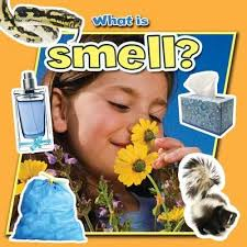 Senses Close Up: What is Smell? 