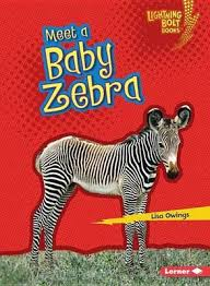 Baby African Animals: Meet a Baby Zebra