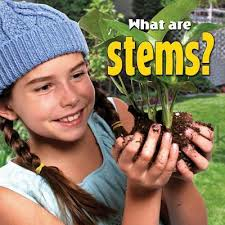 What are stems? - Plants Close-Up