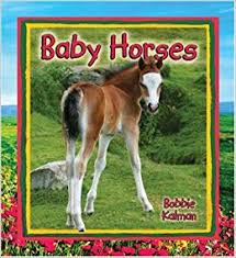 Baby Horses: It's Fun to Learn About Baby Animals