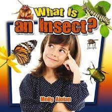 What is an insect?: Insects Close-Up
