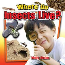 Where do insects live?: Insects Close-Up