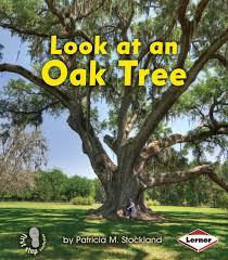 Look at an Oak Tree: Look at Trees (First Step)