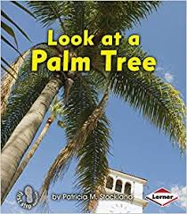 Look at a Palm Tree: Look at Trees (First Step)