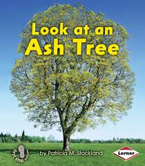 Look at a Ash Tree: Look at Trees (First Step)