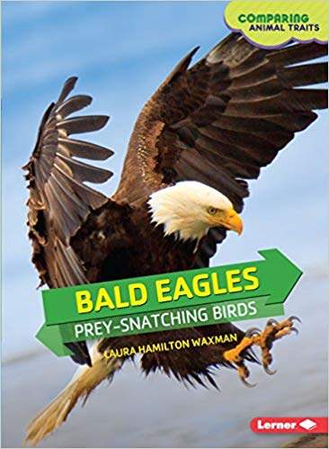 Bald Eagles: Prey-Snatching Birds (Comparing Animal Traits)