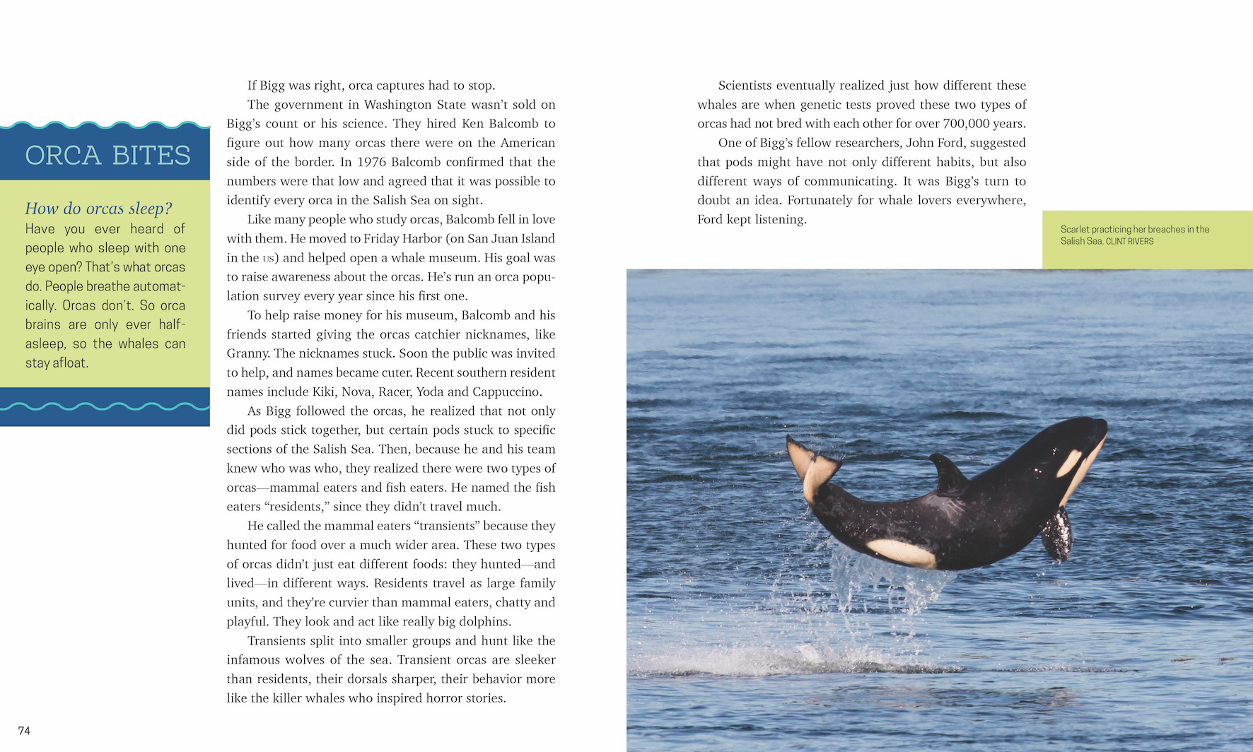 Orcas Everywhere (Orca Wild) - internal 1