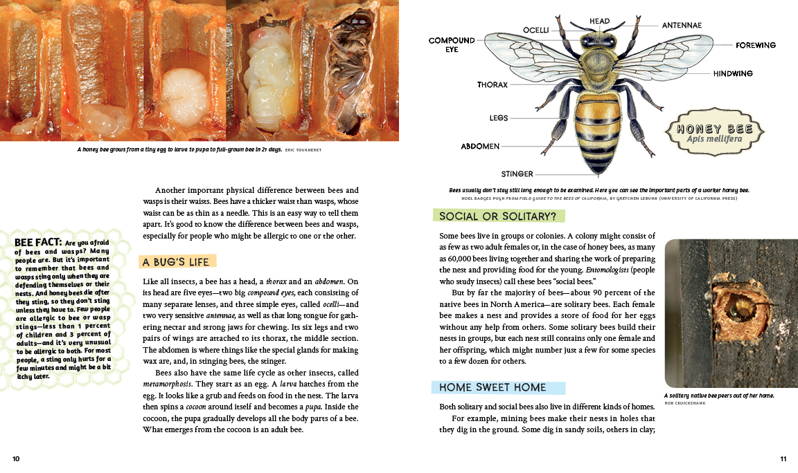 What's The Buzz - Keeping Bees in Flight - internal 1